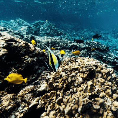 Day Snorkeling Tours