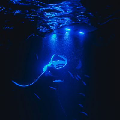 Night Snorkeling Tours
